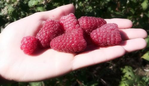 Грядка для ремонтантной малины. Выращивание ремонтантной малины на участке