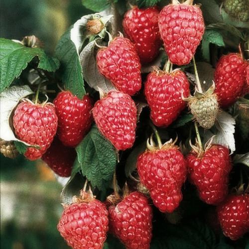 Грядка для ремонтантной малины. Выращивание ремонтантной малины на участке