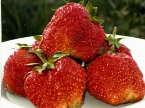 Коммерческие сорта клубники. Ранние сорта клубники