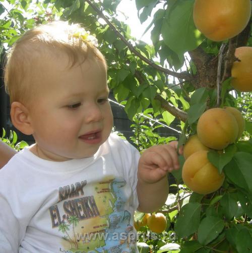 Абрикос голд рич. Требования абрикоса