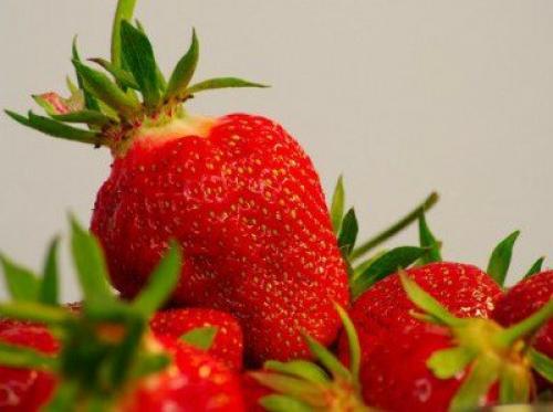 Коммерческие сорта клубники. Ранние сорта клубники