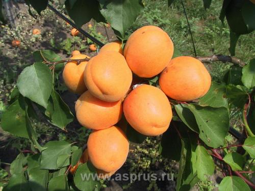 Абрикос голд рич. Требования абрикоса