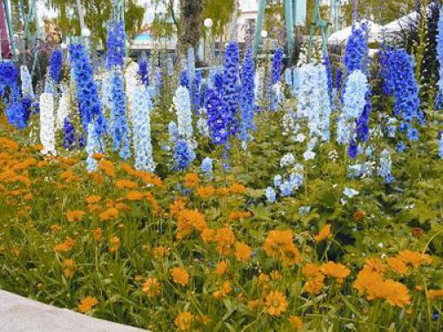 Можно ли сажать тюльпаны и нарциссы весной. Когда сажать лилии — весной или осенью? 09