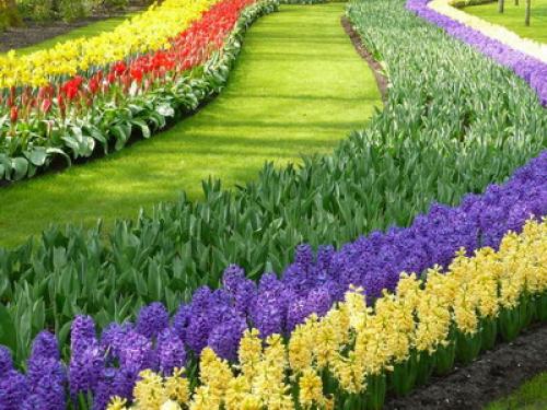 Можно ли сажать тюльпаны и нарциссы весной. Когда сажать лилии — весной или осенью? 10