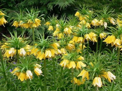 Можно ли сажать тюльпаны и нарциссы весной. Когда сажать лилии — весной или осенью? 15