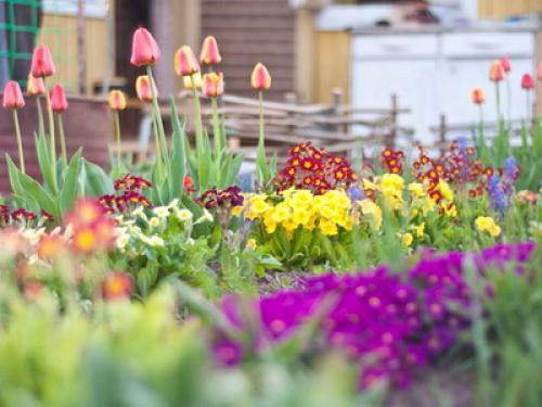 Можно ли сажать тюльпаны и нарциссы весной. Когда сажать лилии — весной или осенью? 06