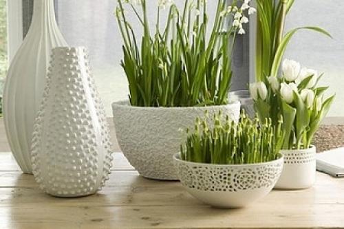 Можно ли сажать тюльпаны и нарциссы весной. Когда сажать лилии — весной или осенью? 03