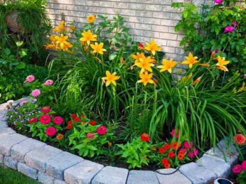 Можно ли сажать тюльпаны и нарциссы весной. Когда сажать лилии — весной или осенью? 16