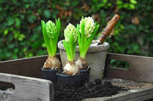 Можно ли сажать тюльпаны и нарциссы весной. Когда сажать лилии — весной или осенью? 01