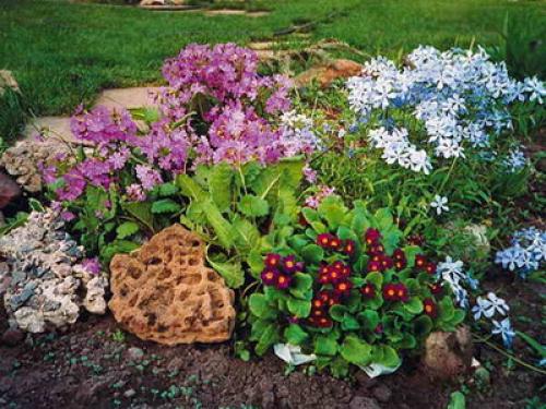 Можно ли сажать тюльпаны и нарциссы весной. Когда сажать лилии — весной или осенью? 07