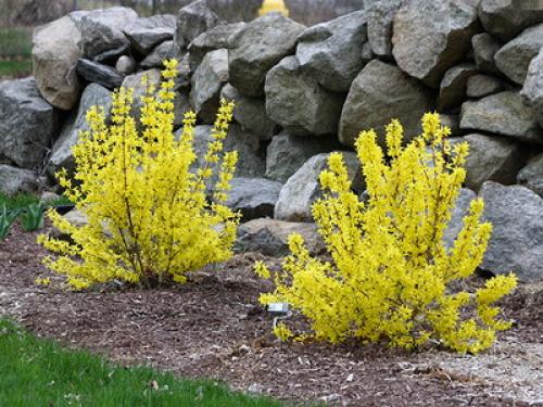 Можно ли сажать тюльпаны и нарциссы весной. Когда сажать лилии — весной или осенью? 08