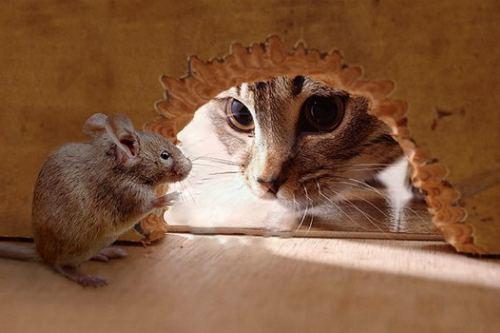 Как избавиться от мышей народными средствами. Избавляемся от мышей простыми методами