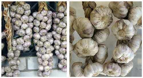 Как сохранить чеснок зимой, чтобы не высох. Как сохранить чеснок в квартире до весны