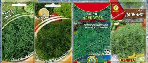 Укроп при какой температуре можно сажать. Сорта: какой выбрать