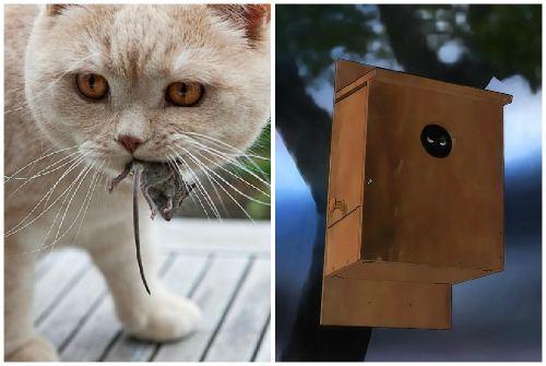 Как избавиться от мышей народными средствами. Избавляемся от мышей простыми методами