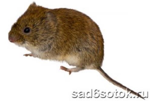 Как защитить саженцы от грызунов. Как защитить молодые саженцы от зайцев и мышей 03