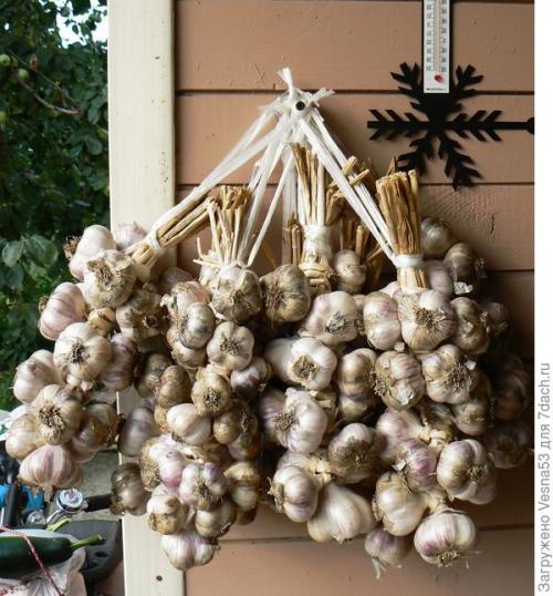 Когда всходит озимый чеснок. Актуально. Посадка озимого чеснока. Не дожидайтесь конца сентября!