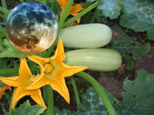 Посадка кабачков под бутылки. Когда сажать кабачки семенами в открытый грунт