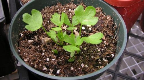 Когда сажать сельдерей черешковый. Особенности посадки и ухода за черешковым сельдереем в открытом грунте