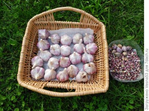 Когда всходит озимый чеснок. Актуально. Посадка озимого чеснока. Не дожидайтесь конца сентября!