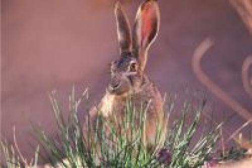 Средство от зайцев. Пушистая угроза. Как защитить участок от зайцев?