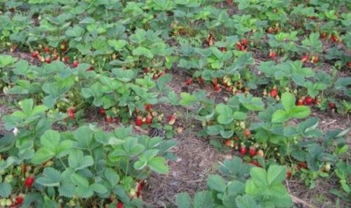 Как приготовить грядку под викторию. Как правильно подготовить рассаду?