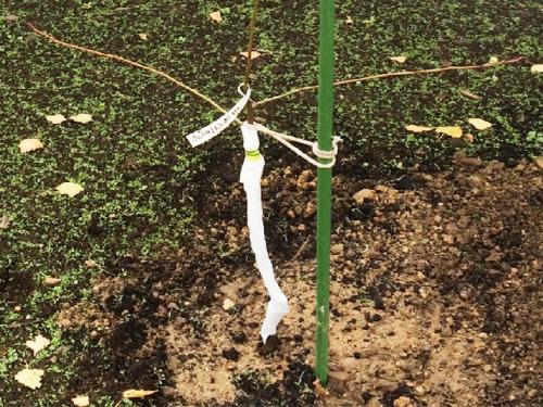 Защитить саженцы от мышей. Защита саженцев от мышей 05