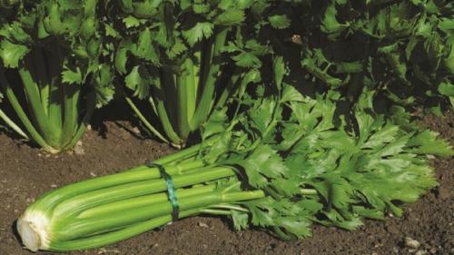 Когда сажать сельдерей черешковый. Особенности посадки и ухода за черешковым сельдереем в открытом грунте