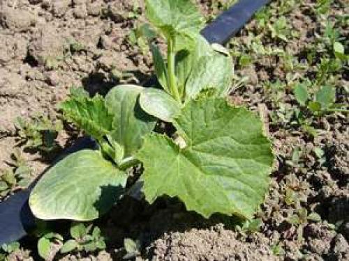 Как подготовить семена кабачков к посадке. Особенности посадки семян кабачков на рассаду