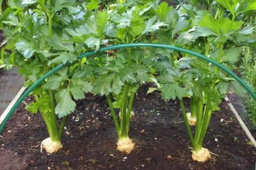 Как ухаживать за сельдереем корневым. Выращивание корневого сельдерея из рассады 06