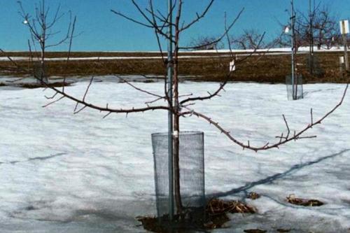 Как защитить саженцы от зайцев зимой. Чем укрыть деревья