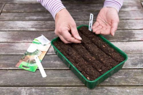 Благоприятные дни для посадки сельдерея. Благоприятные дни