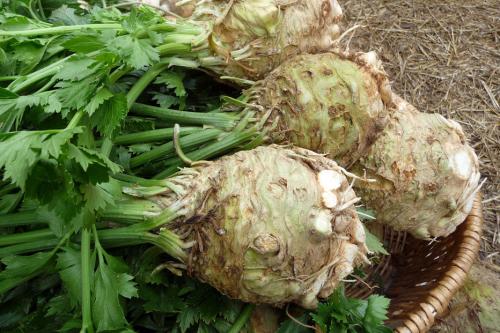 Посадить сельдерей на рассаду. Сроки посева черешкового, корневого и листового сельдерея на рассаду в 2020 году