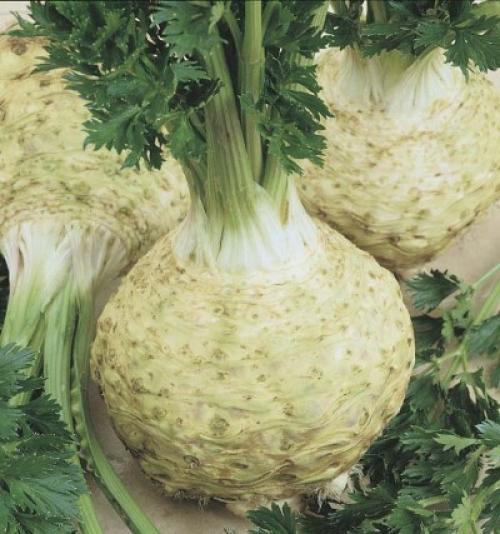 Как ухаживать за сельдереем корневым. Выращивание корневого сельдерея из рассады 05