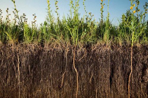 Сельдераты, что такое. Что дают сидераты огороднику