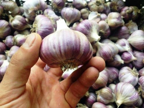 В каком месяце убирать чеснок посаженный под зиму. Уборка чеснока в зависимости от региона