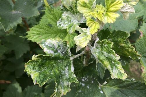 Болезни смородины: описания с фото и способы лечения
