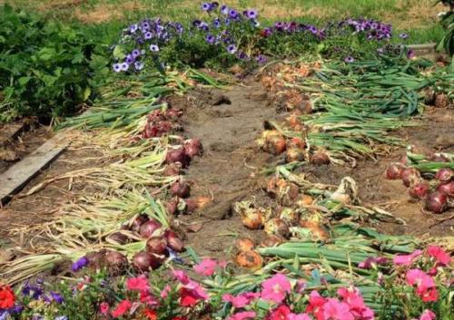 В каком месяце убирать тыкву. Основные правила уборки 03