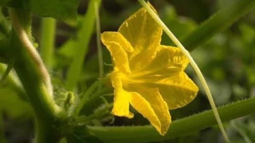 Болезнеустойчивые сорта огурцов. Выбираем самоопыляемые сорта огурцов для теплицы, устойчивые к болезням