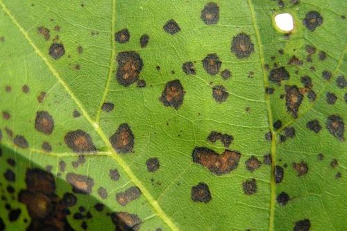 Болезни смородины: описания с фото и способы лечения