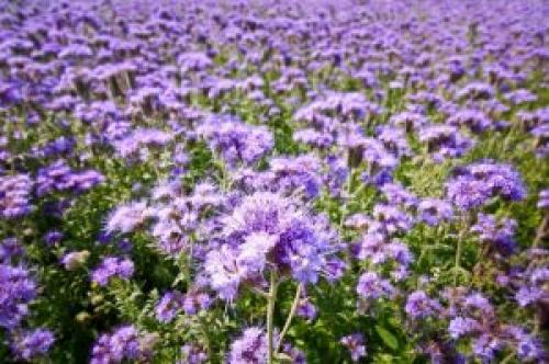 Сидерат фацелия. Фацелия — сидерат для истощенной почвы: когда посеять и как скашивать