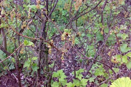 Болезни смородины: описания с фото и способы лечения