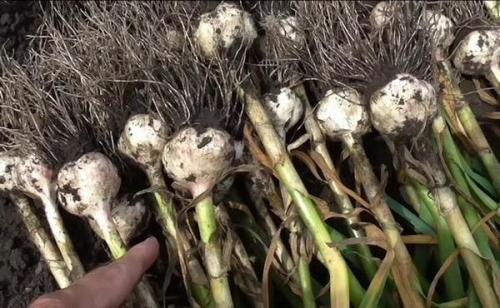 7 способов хранения чеснока. Подготовка чеснока к хранению