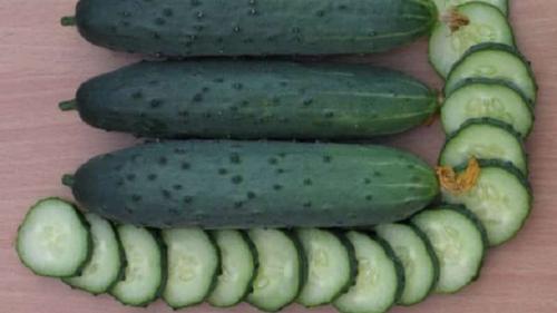 Болезнеустойчивые сорта огурцов. Выбираем самоопыляемые сорта огурцов для теплицы, устойчивые к болезням