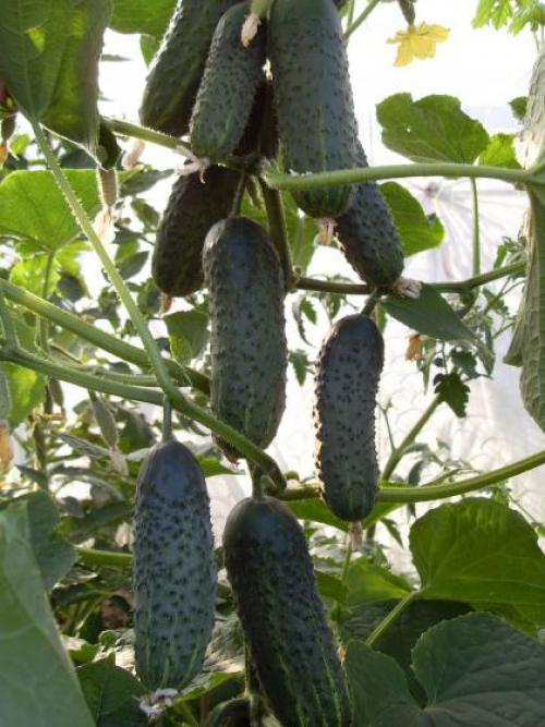 Огурцы для открытого грунта устойчивые к болезням. Сорта и гибриды букетных типов огурцов 12 Огурцы для открытого грунта устойчивые к болезням. Сорта и гибриды букетных типов огурцов 12