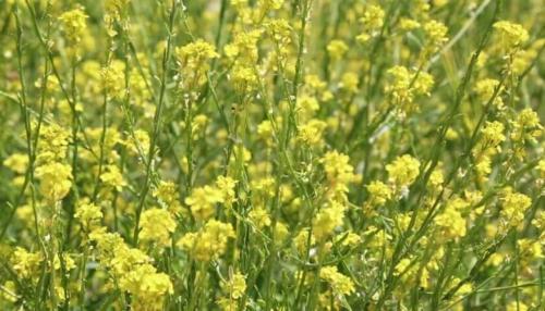 Сельдерат. Сидераты - что это? 03