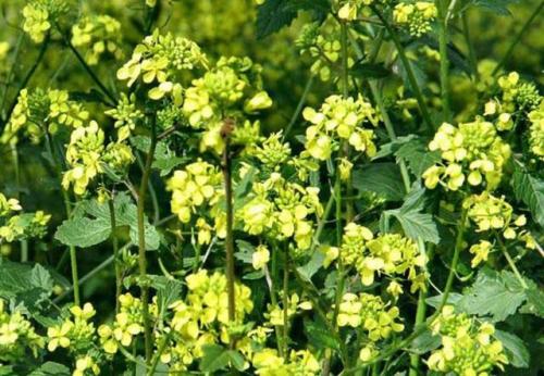 Как посеять горчицу в теплице. Сидераты для огурцов и томатов