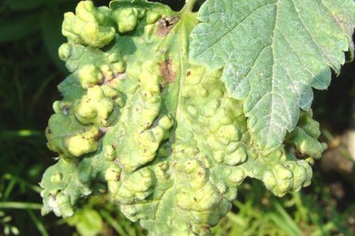 Болезни смородины: описания с фото и способы лечения