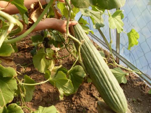 Огурцы для открытого грунта устойчивые к болезням. Сорта и гибриды букетных типов огурцов 15 Огурцы для открытого грунта устойчивые к болезням. Сорта и гибриды букетных типов огурцов 15
