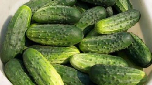 Лучшие сорта огурцов для открытого грунта самоопыляемые. Самоопыляемые сорта огурцов с пучковой завязью